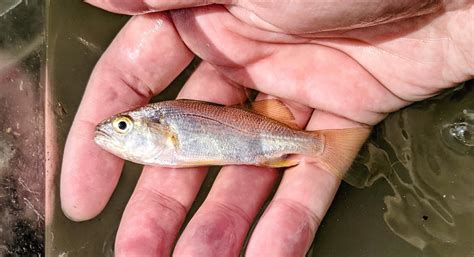 Croakers .